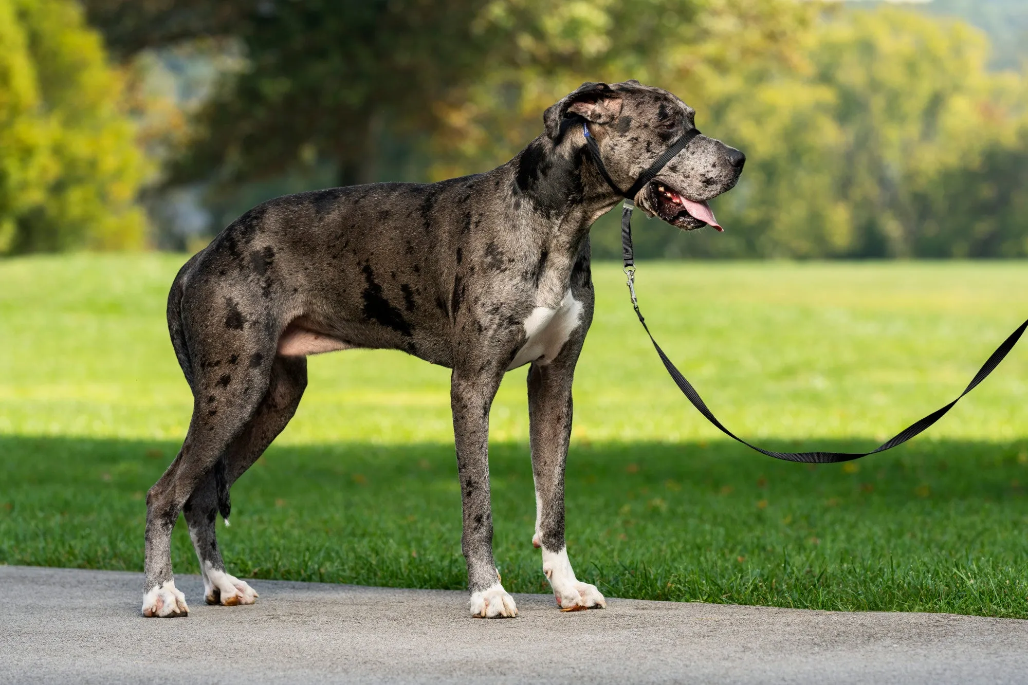 Gentle Leader Headcollar, No-Pull Dog Collar